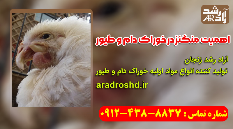 اهمیت منگنز در خوراک دام و طیور