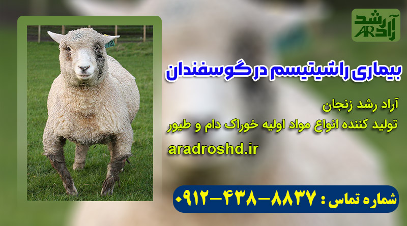 بیماری راشیتیسم در گوسفندان