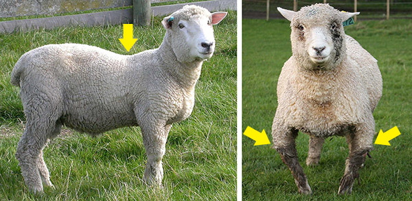 راشیتیسم گوسفندان